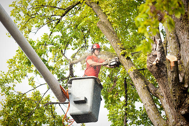 The Steps Involved in Our Tree Care Process in Lake Marcel Stillwater, WA